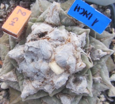 Ariocarpus cv f1 furf x fissuratus