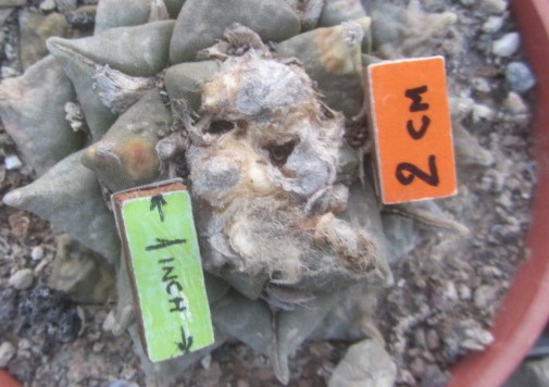 Ariocarpus cv f1 furf x fissuratus