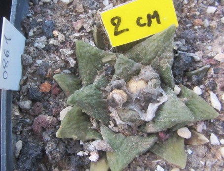 Ariocarpus <br>cv f3 fissuratus x furf x hint