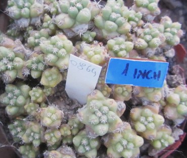 Coryphantha runyoni inermis