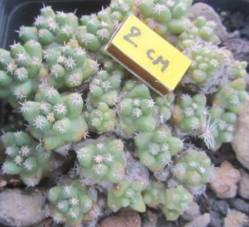 Coryphantha runyoni inermis