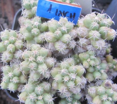 Coryphantha runyoni inermis