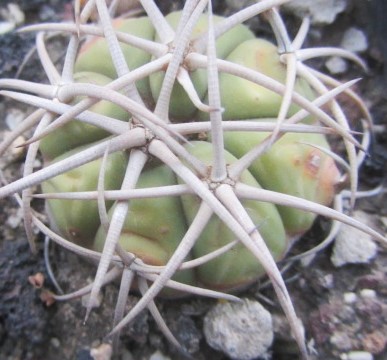 Echinocactus <br>horizonthalonius