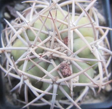 Echinocactus horizonthalonius