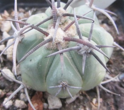 Echinocactus horizonthalonius