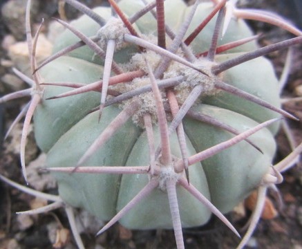 Echinocactus horizonthalonius