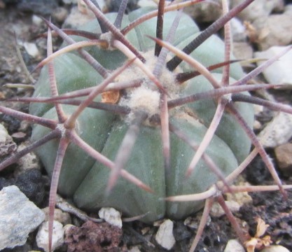 Echinocactus horizonthalonius