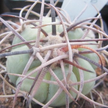 Echinocactus horizonthalonius