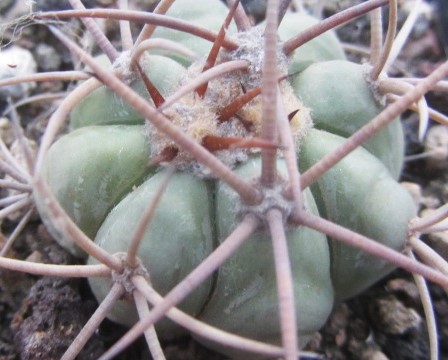 Echinocactus horizonthalonius