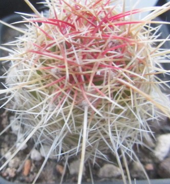 Thelocactus <br>bicolor bolansis