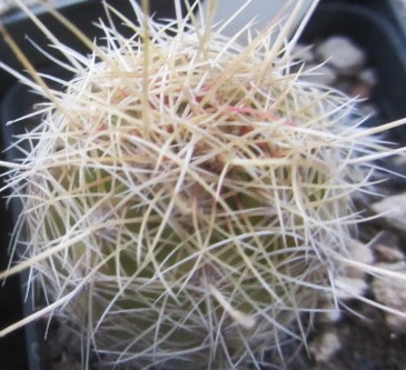 Thelocactus <br>bicolor bolansis