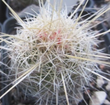 Thelocactus <br>bicolor bolansis