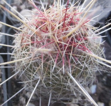 Thelocactus <br>bicolor bolansis