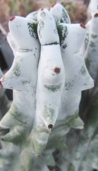 Stenocereus <br>beneckei inermis