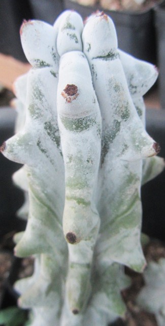 Stenocereus beneckei inermis