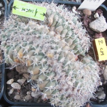 Turbinicarpus <br>lophophoroides crest