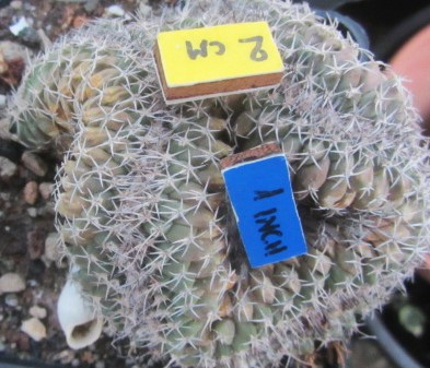 Turbinicarpus lophophoroides crest