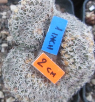 Turbinicarpus lophophoroides crest