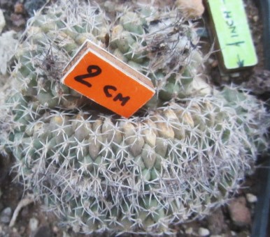 Turbinicarpus lophophoroides crest