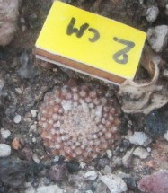 Copiapoa <br>lauii
