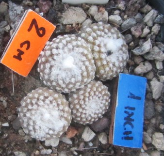 Copiapoa <br>laui