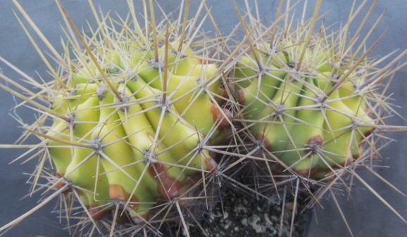 Ferocactus reppenhagenii