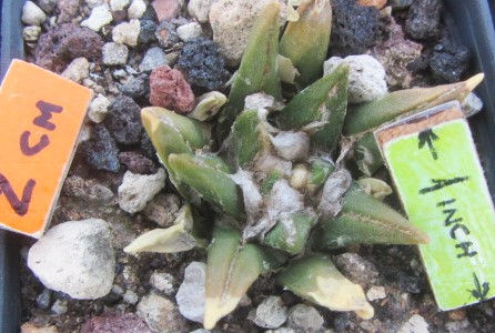 Ariocarpus <br>cv hybrid f3 agavoides