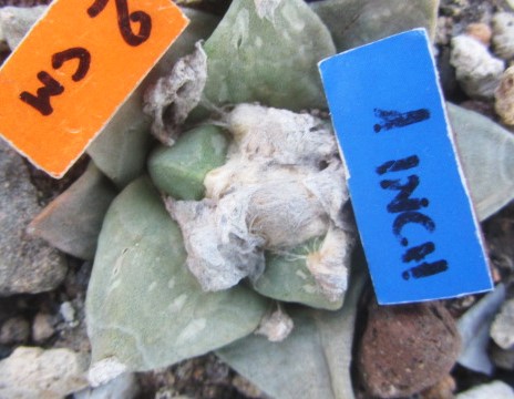 Ariocarpus <br>retusus furfuraces cv