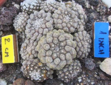 Copiapoa <br>tenuissima mostrosa clone d
