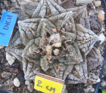 Ariocarpus <br>fissuratus