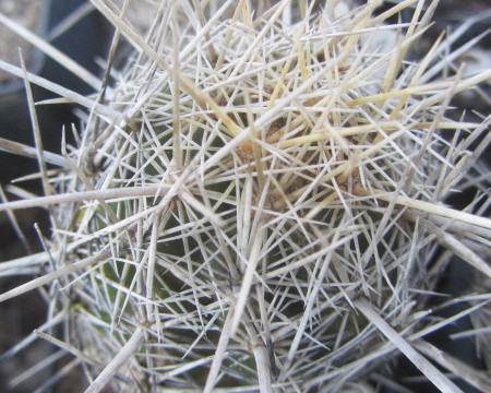 Thelocactus <br>bicolor bolansis