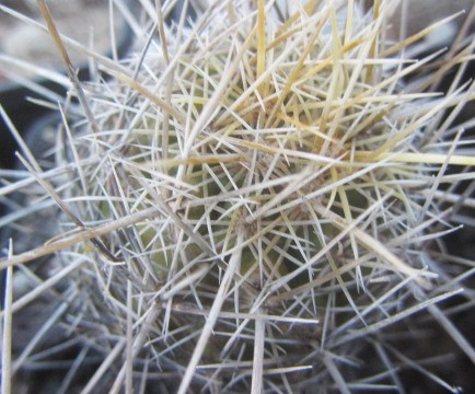 Thelocactus <br>bicolor bolansis