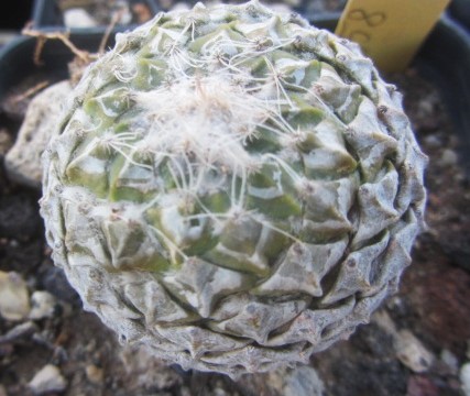 Encephalocarpus <br>strobiliformis 