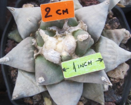 Ariocarpus <br>retusus furfuraces