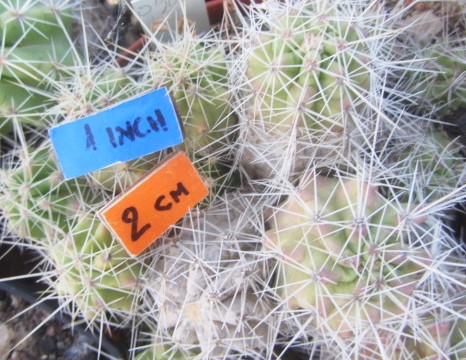 Echinocereus enneacanthus brevispinus 