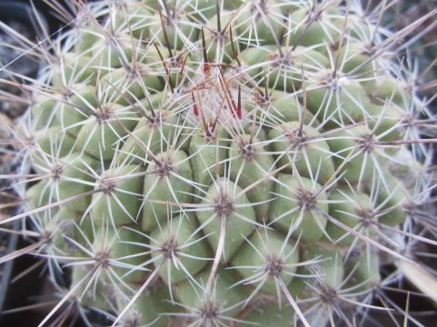 Thelocactus <br>conothelos 