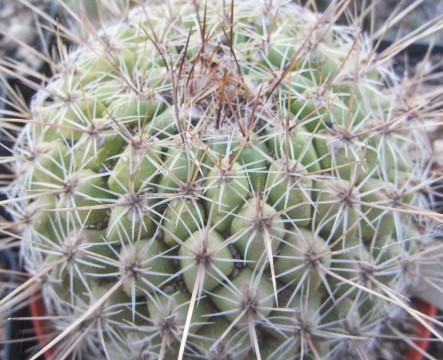 Thelocactus <br>conothelos saussieri