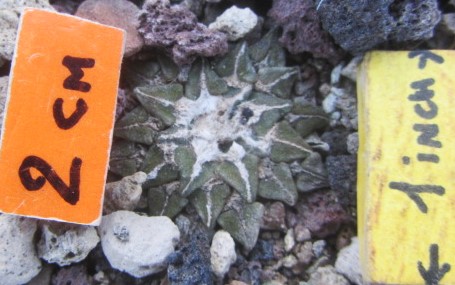 Ariocarpus kotschoubeyanus elephantides