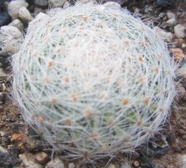 Mammillaria <br>lenta