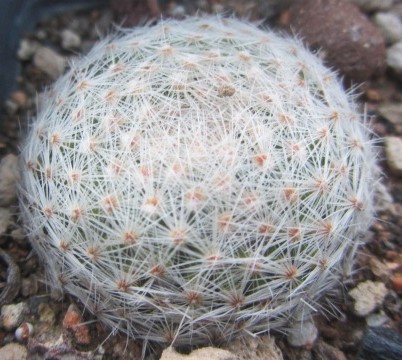 Mammillaria lenta