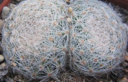 Mammillaria lenta