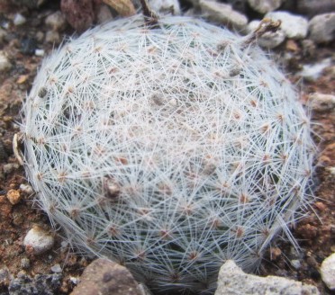 Mammillaria lenta
