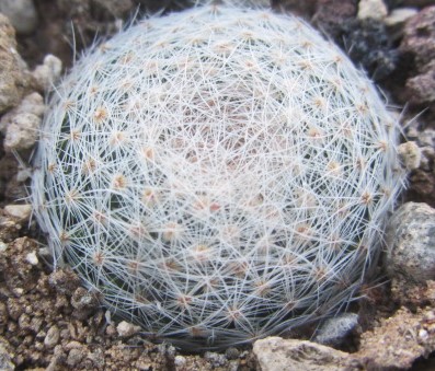 Mammillaria lenta