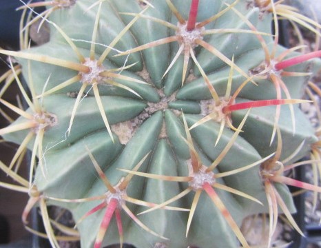 Ferocactus macrodiscus