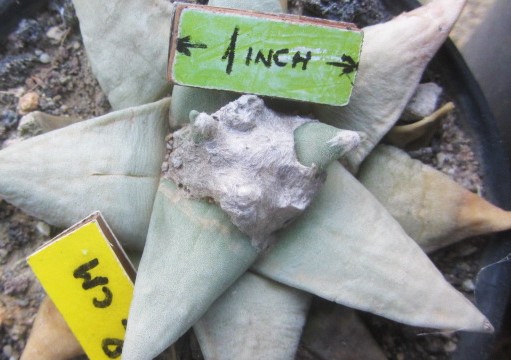 Ariocarpus <br>retusus