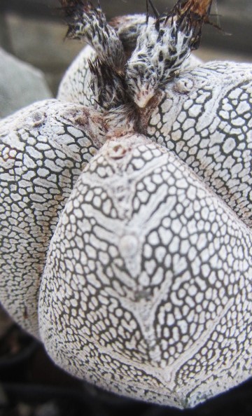 Astrophytum myriostigma cv onzuka