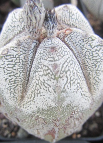 Astrophytum myriostigma cv onzuka