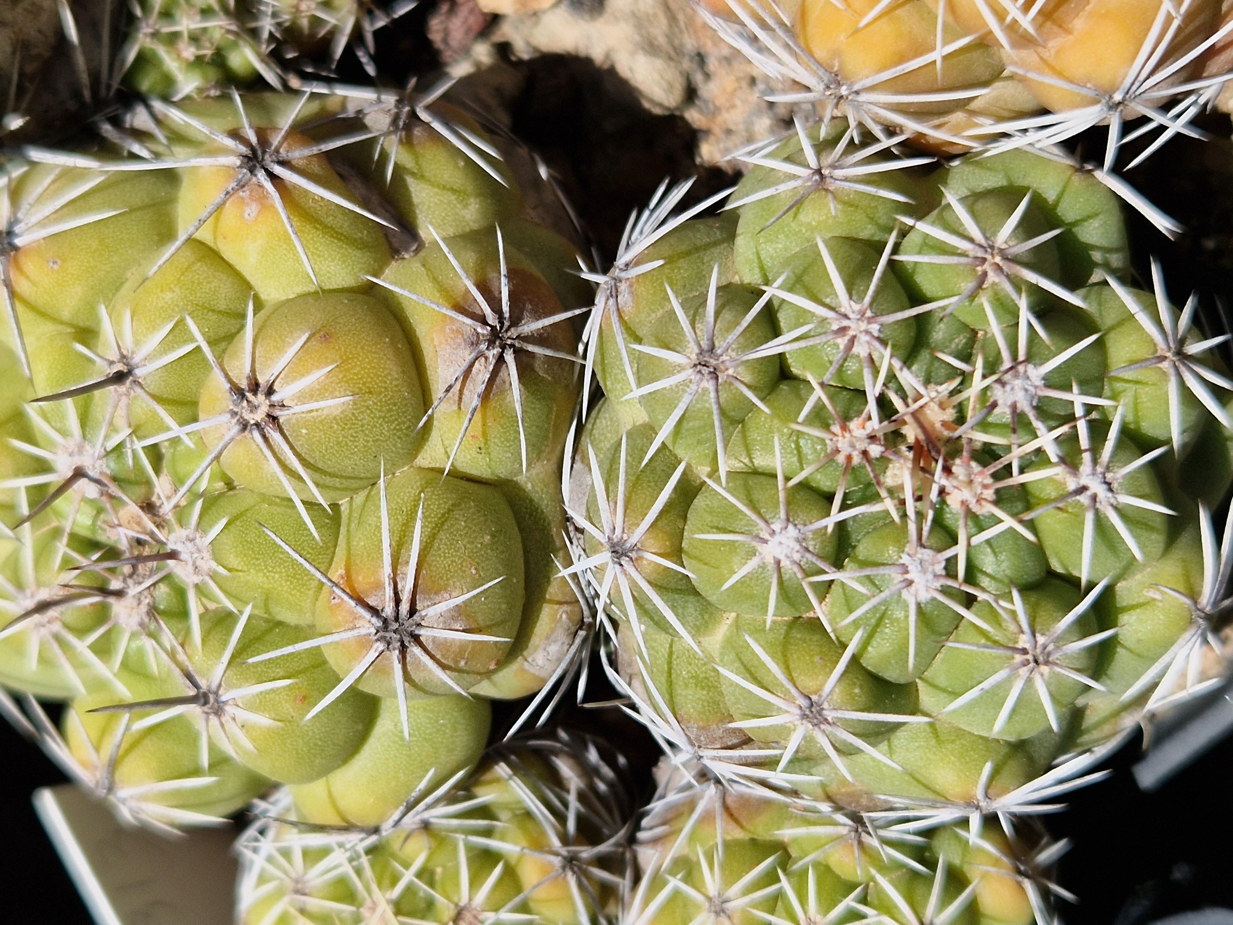 Thelocactus <br>leucacanthus f.