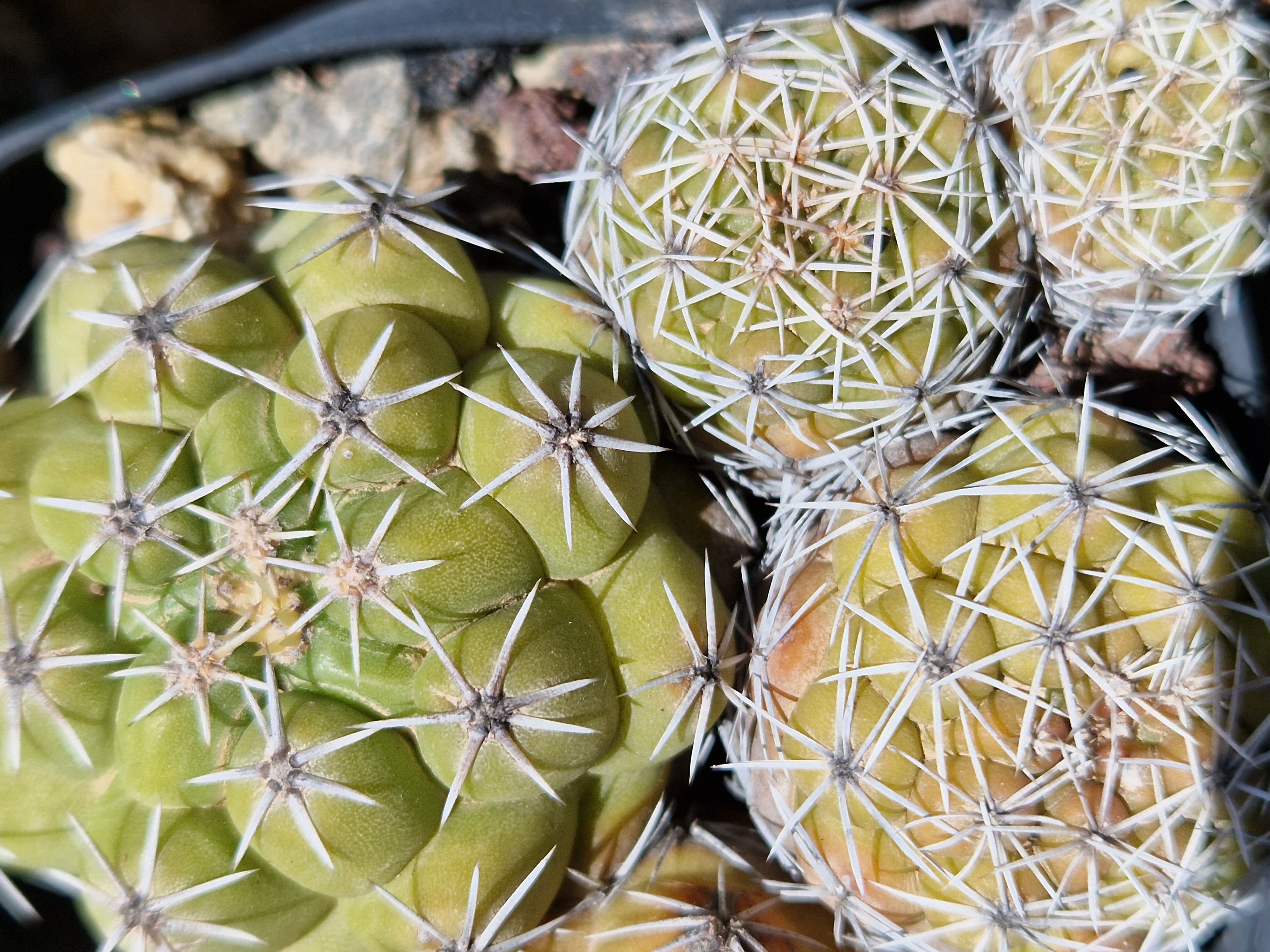 Thelocactus <br>leucacanthus f.