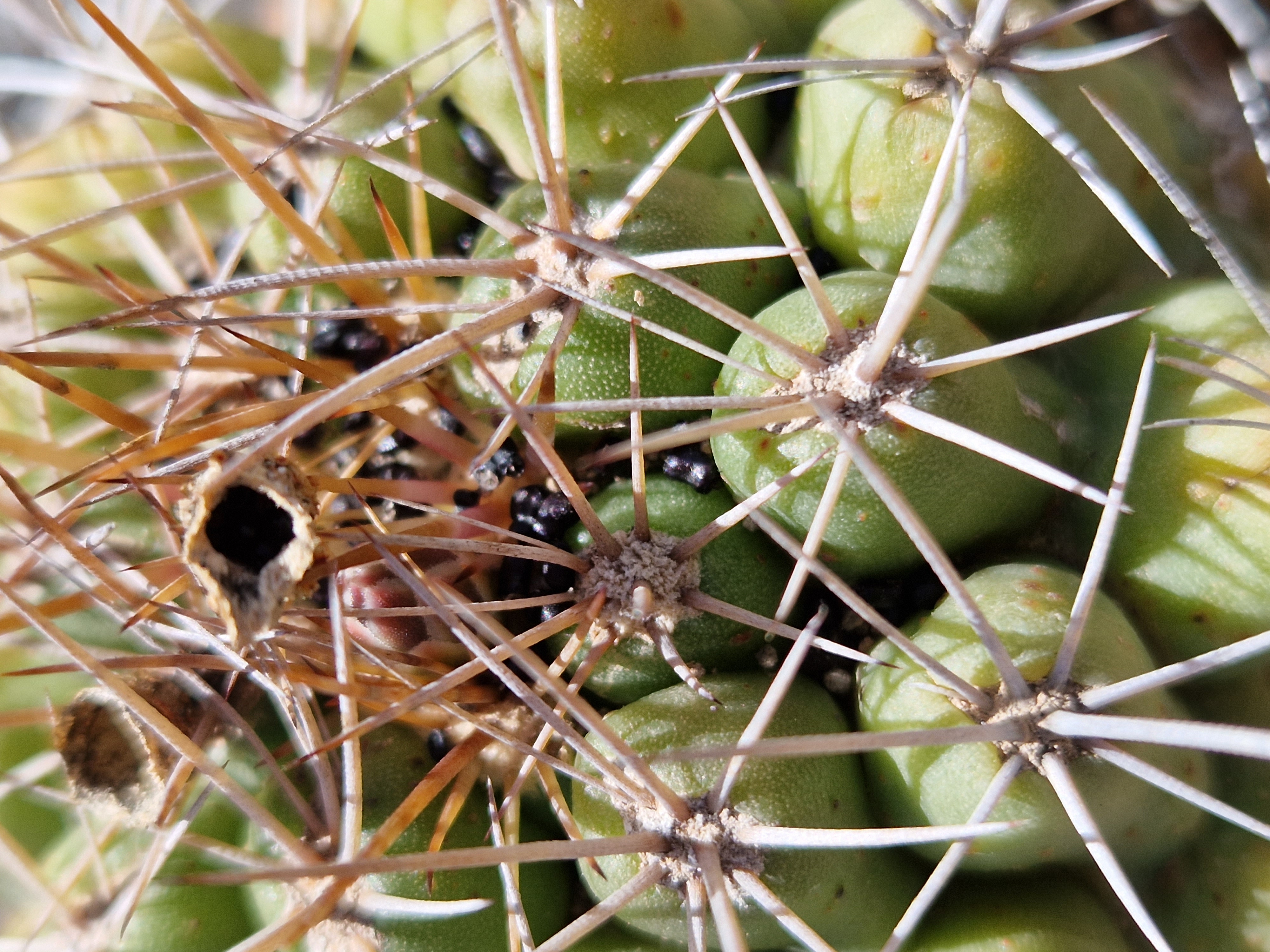 Thelocactus tulensis
